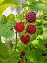 very_berry